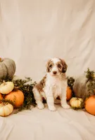 Ghost , a male Aussiedoodle and Poodle - Multi-Colored Standard for sale in Lewis, IN – 2 of 6