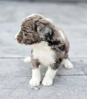Sweetart, a female Aussiedoodle and Poodle - Multi-Colored Standard for sale in Lewis, IN – 4 of 10