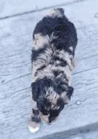 Skor, a male Aussiedoodle and Poodle - Multi-Colored Standard for sale in Lewis, IN – 6 of 8