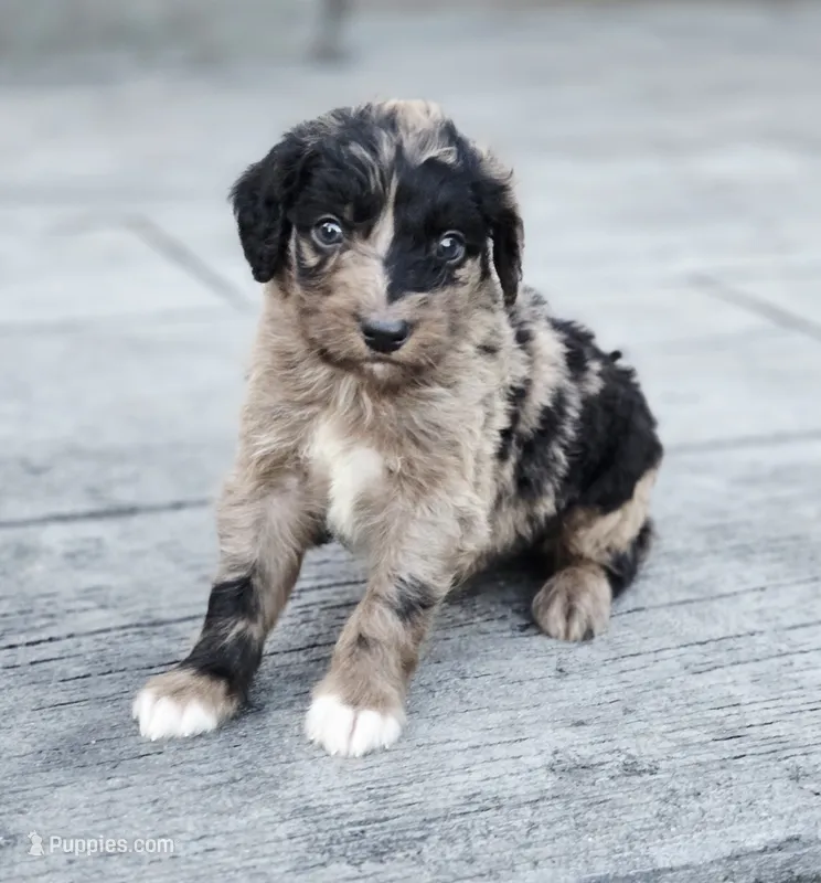 Skor – Aussiedoodle, Poodle - Multi-Colored Standard puppy for sale in Lewis, IN