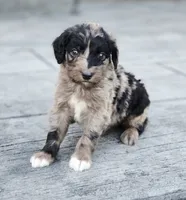 Skor, a male Aussiedoodle and Poodle - Multi-Colored Standard for sale in Lewis, IN – 1 of 8