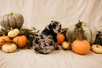 Raven, a female Aussiedoodle and Poodle - Multi-Colored Standard for sale in Lewis, IN – 2 of 3
