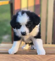 Apple, a female Australian Shepherd and Miniature Australian Shepherd for sale in Lewis, IN – 8 of 10