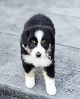 Pumpkin , a female Australian Shepherd and Miniature Australian Shepherd for sale in Lewis, IN – 4 of 10