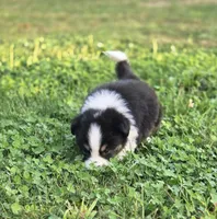 Casper, a male Australian Shepherd and Miniature Australian Shepherd for sale in Lewis, IN – 8 of 10