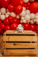 Sparkles , a female Miniature Australian Shepherd and Miniature American Shepherd for sale in Lewis, IN – 3 of 6