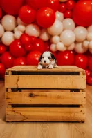 Starry , a female Miniature Australian Shepherd and Miniature American Shepherd for sale in Lewis, IN – 4 of 6