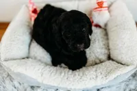 Hershey , a male Aussiedoodle for sale in Lewis, IN – Photo 3 of 3