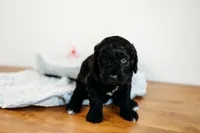 Hershey , a male Aussiedoodle for sale in Lewis, IN – Photo 1 of 3