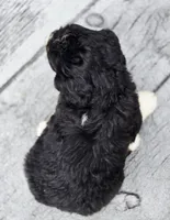 Snickers , a male Aussiedoodle and Poodle - Multi-Colored Standard for sale in Lewis, IN – 7 of 10