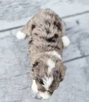 Sweetart, a female Aussiedoodle and Poodle - Multi-Colored Standard for sale in Lewis, IN – 7 of 10
