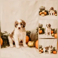 Ghost , a male Aussiedoodle and Poodle - Multi-Colored Standard for sale in Lewis, IN – 1 of 6