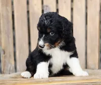 Snickers , a male Aussiedoodle and Poodle - Multi-Colored Standard for sale in Lewis, IN – 2 of 10