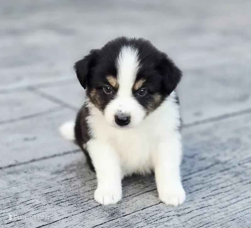 Casper – Australian Shepherd, Miniature Australian Shepherd puppy for sale in Lewis, IN