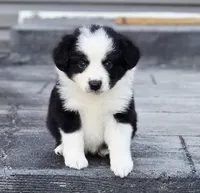 Apple, a female Australian Shepherd and Miniature Australian Shepherd for sale in Lewis, IN – 1 of 10
