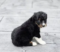 Snickers , a male Aussiedoodle and Poodle - Multi-Colored Standard for sale in Lewis, IN – 5 of 10
