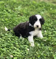 Dove, a female Aussiedoodle and Poodle - Multi-Colored Standard for sale in Lewis, IN – 6 of 9