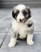 Rolo, a male Aussiedoodle and Poodle - Multi-Colored Standard for sale in Lewis, IN – 1 of 10