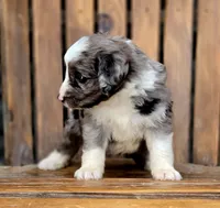Rolo, a male Aussiedoodle and Poodle - Multi-Colored Standard for sale in Lewis, IN – 9 of 10