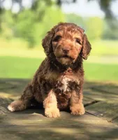 Sunny, a male Aussiedoodle for sale in Lewis, IN – 3 of 8
