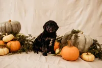 Boo, a male Aussiedoodle and Poodle - Multi-Colored Standard for sale in Lewis, IN – 3 of 5