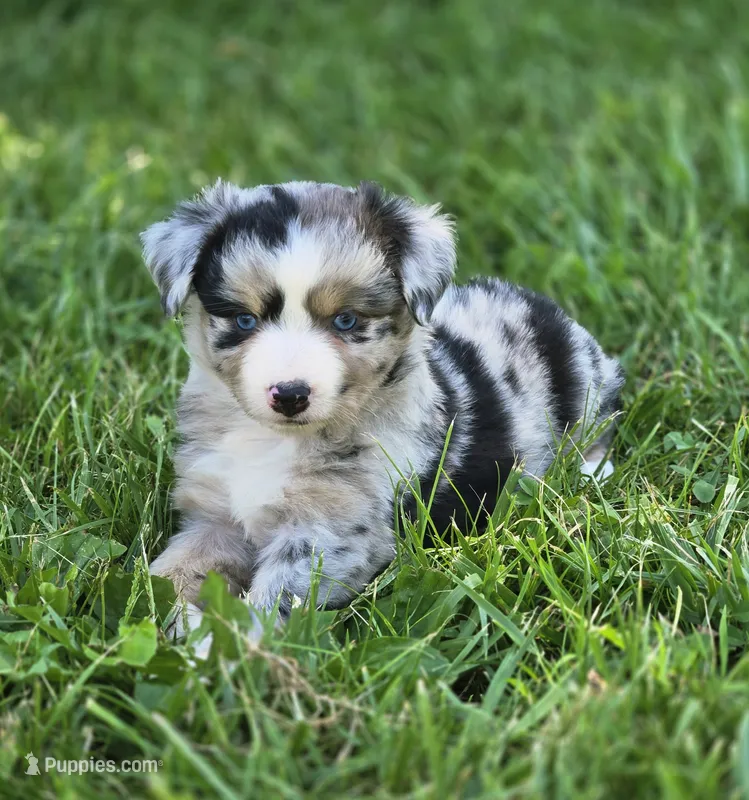 America – Miniature Australian Shepherd, Miniature American Shepherd puppy for sale in Lewis, IN
