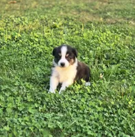 Casper, a male Australian Shepherd and Miniature Australian Shepherd for sale in Lewis, IN – 7 of 10
