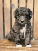 Razzle , a female Aussiedoodle and Poodle - Multi-Colored Standard for sale in Lewis, IN – 2 of 10