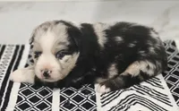 Lexy, a female Miniature Australian Shepherd for sale in Lewis, IN – 4 of 8