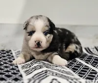 Lexy, a female Miniature Australian Shepherd for sale in Lewis, IN – 3 of 8