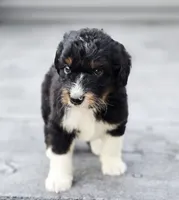 Snickers , a male Aussiedoodle and Poodle - Multi-Colored Standard for sale in Lewis, IN – 4 of 10