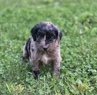 Skor, a male Aussiedoodle and Poodle - Multi-Colored Standard for sale in Lewis, IN – 7 of 8