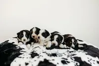 Blair, a female Australian Shepherd for sale in Lewis, IN – Photo 4 of 4