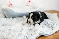 Blair, a female Australian Shepherd for sale in Lewis, IN – Photo 3 of 4