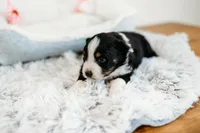 Blair, a female Australian Shepherd for sale in Lewis, IN – Photo 2 of 4