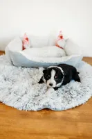 Blair, a female Australian Shepherd for sale in Lewis, IN – Photo 1 of 4