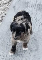 Skor, a male Aussiedoodle and Poodle - Multi-Colored Standard for sale in Lewis, IN – 5 of 8