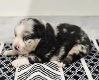 Lexy, a female Miniature Australian Shepherd for sale in Lewis, IN – 7 of 8