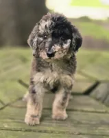 Ember, a female Aussiedoodle for sale in Lewis, IN – 1 of 1