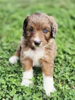 Reese , a male Aussiedoodle and Poodle - Multi-Colored Standard for sale in Lewis, IN – 3 of 10
