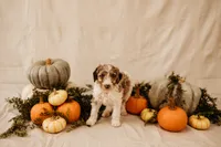 Luna, a female Aussiedoodle and Poodle - Multi-Colored Standard for sale in Lewis, IN – 3 of 8