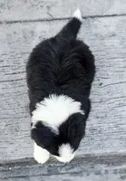 Jack, a male Australian Shepherd and Miniature Australian Shepherd for sale in Lewis, IN – 6 of 9