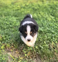 Casper, a male Australian Shepherd and Miniature Australian Shepherd for sale in Lewis, IN – 10 of 10