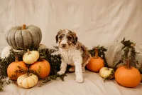 Luna, a female Aussiedoodle and Poodle - Multi-Colored Standard for sale in Lewis, IN – 4 of 8