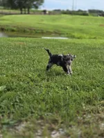 Star, a female Aussiedoodle for sale in Lewis, IN – 2 of 3