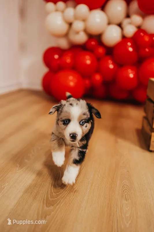 Lexy – Miniature Australian Shepherd puppy for sale in Lewis, IN