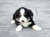 Jack, a male Australian Shepherd and Miniature Australian Shepherd for sale in Lewis, IN – 4 of 9