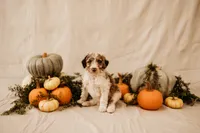 Luna, a female Aussiedoodle and Poodle - Multi-Colored Standard for sale in Lewis, IN – 7 of 8