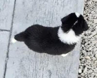 Casper, a male Australian Shepherd and Miniature Australian Shepherd for sale in Lewis, IN – 6 of 10