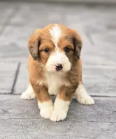 Heath, a male Aussiedoodle and Poodle - Multi-Colored Standard for sale in Lewis, IN – 2 of 9